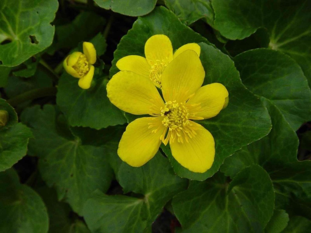 Caltha palustris